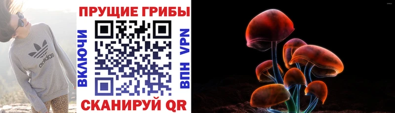 Галлюциногенные грибы Magic Shrooms где найти Карачев
